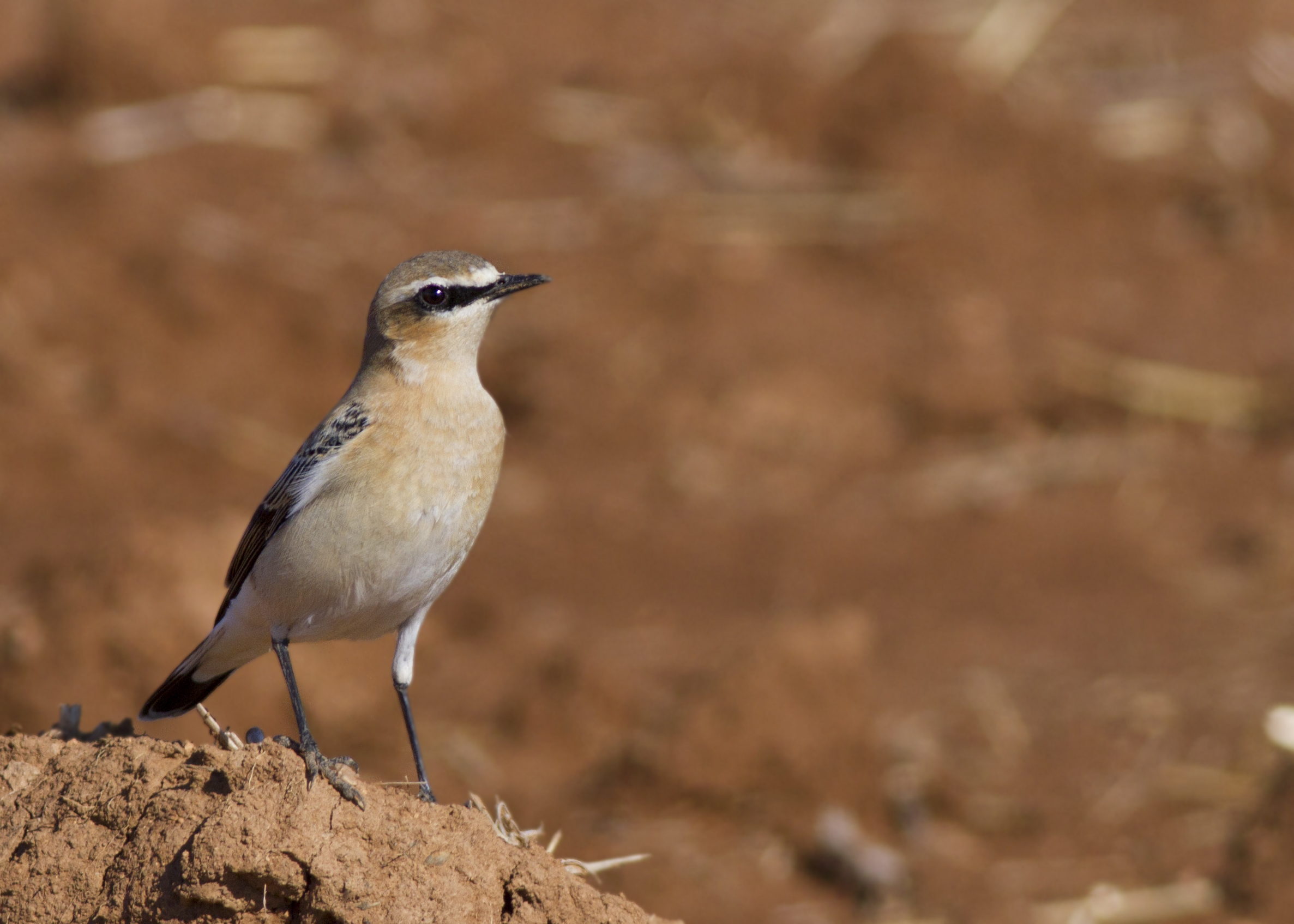 Northern Wheatear